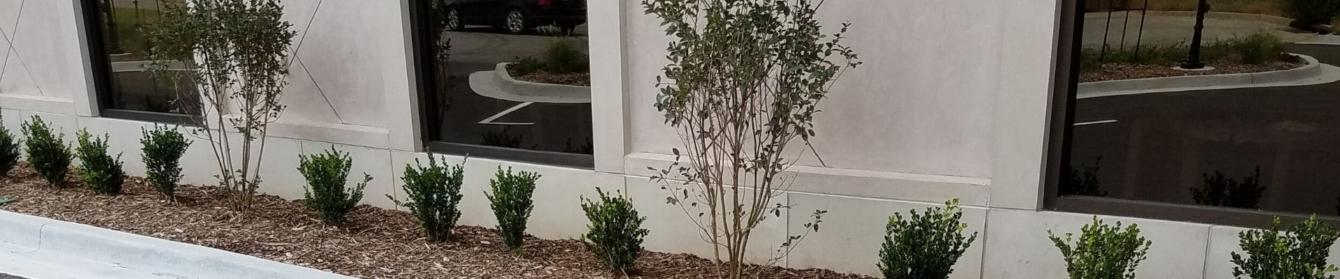 A mulch bed lining a commercial building. The bed contains small trees and shrubs that have been pruned. Te bed has been cleaned of debris.