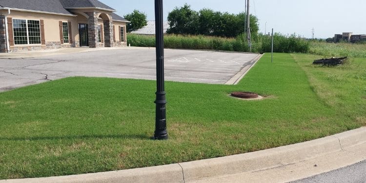 Freshly mowed grass bordering a commercial parking lot.