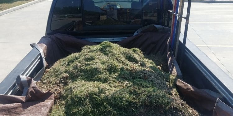 A Sprague's Kik'N Grass work truck with a load of lawn clippings to be hauled away in the bed of the truck.