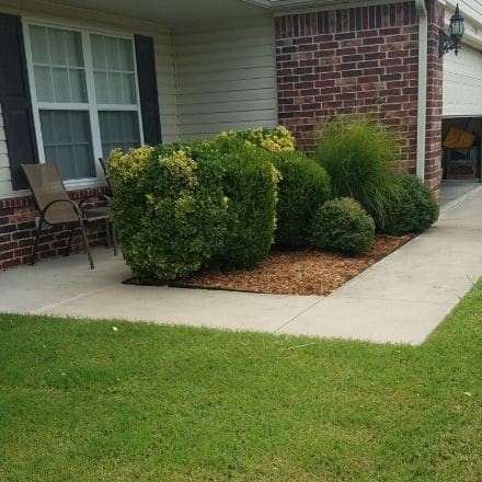 A mulch bed containing several recently pruned shrubs.