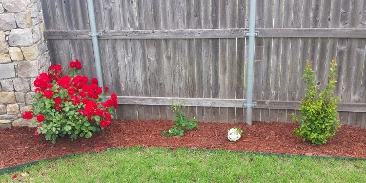 A mulch bed alongside a fence containing red flowers and fresh mulch.