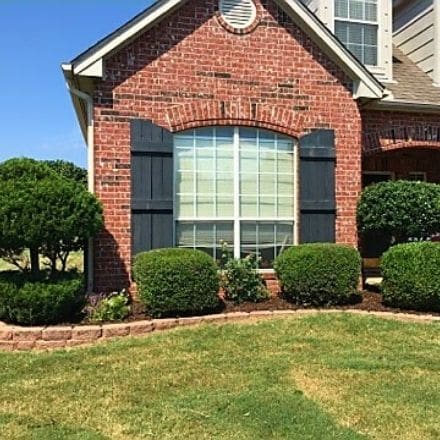 A large mulch bed containing several bushes and trees. The bushes have been trimmed so they are uniformly sized.