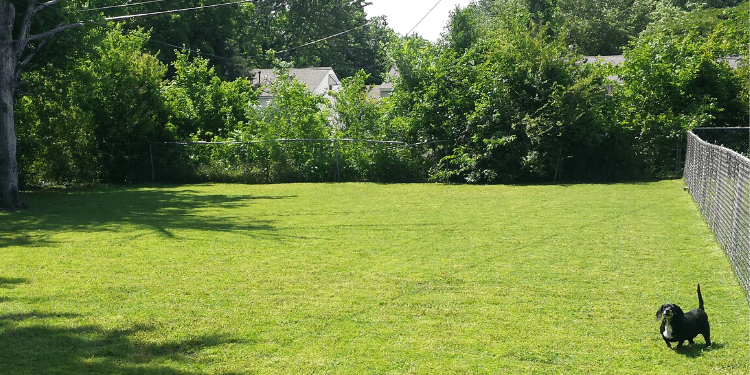 A very large fenced in backyard. A small black dog is enjoying the clear space. 