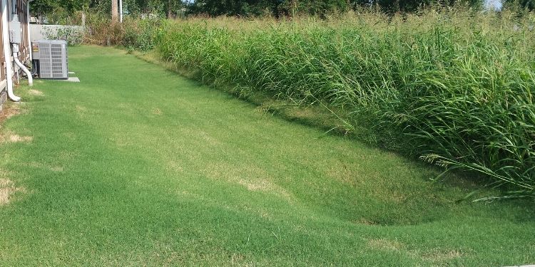 A mowed lawn bordered by overgrown plants. The separation between the lawn serviced by Sprague's and the overgrown plants is stark.